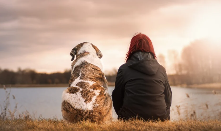 Reasons Why You Need Pet Insurance