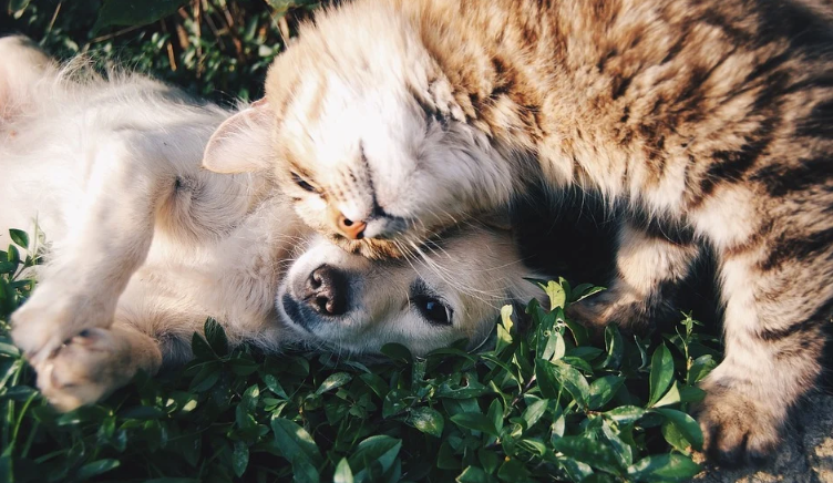 Pet