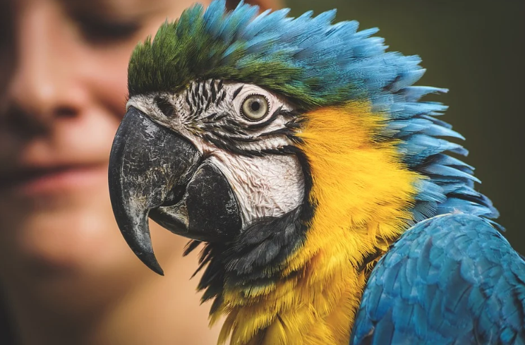 bird